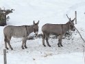 2010-01-29 10-13-19 Villard de Lans-DLe